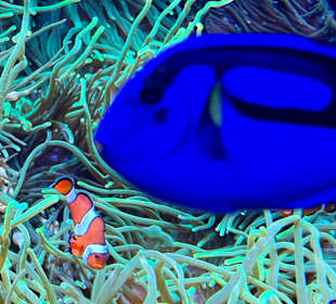 Dori trifft nemo