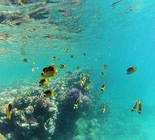 Tabak - Falterfische