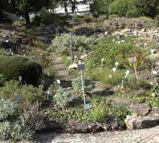 Alpinum
