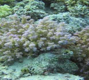 Scuba diving and snorkeling in Hurghada 