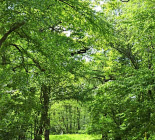 Spaziergang durch den Stadtwald Oldenburg