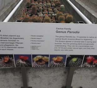 Sukkulentensammlung
