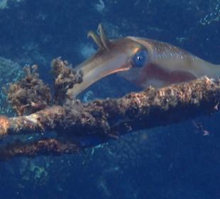 Schnorcheln Marsa Alam