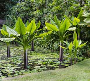 Seychelles National Botanical Gardens