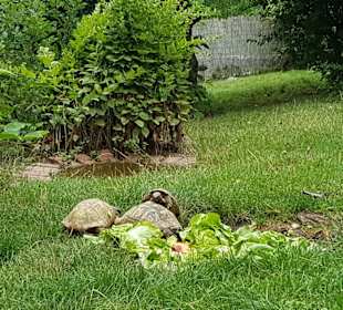 Nibelungenhalle Reptilienzoo