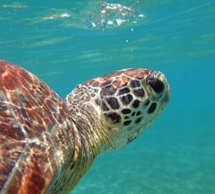 Grüne Meeresschildkröte