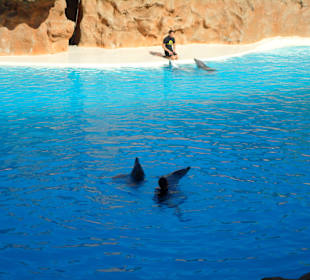 Loro Parque 