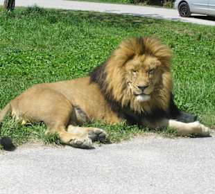 Löwe direkt neben dem Auto