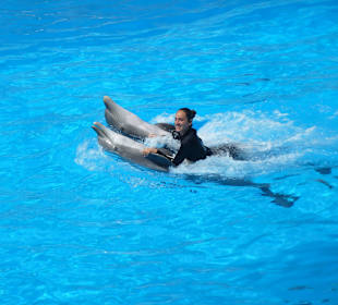 Arbeiten mit den Delfinen