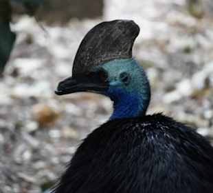 Featherdale Wildlife Park