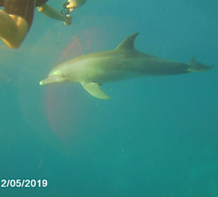 Delfinausflug mit Mo