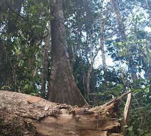 Dżungla w parku Taman Negara