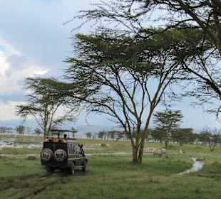 Wunderschön am Lake Nakuru
