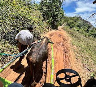 Ochsenfahrt 