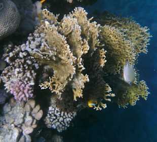 Herrliche Unterwasserwelt