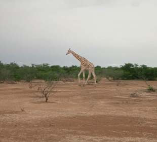 Kouré Giraffenreservat