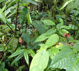 Wanderung durch den Nebelwald/Regenwald