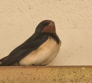 Schwalben im Reitstall