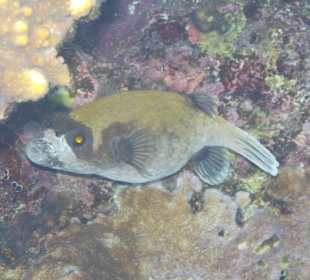 Schnorcheln Sharm el Sheikh