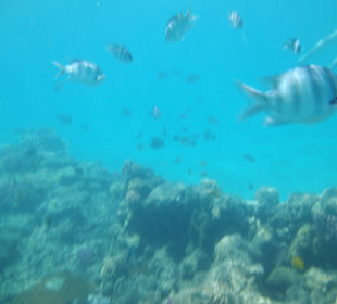 Im Wasser vorm Palace