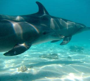 Delfintour 