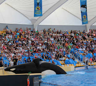 Orka Show im Loro Parque