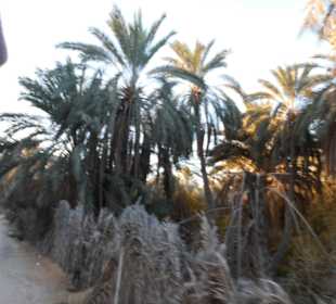Palmenoase / Datteln in Tunesien