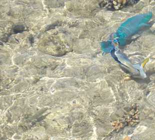 Bunte Fische 