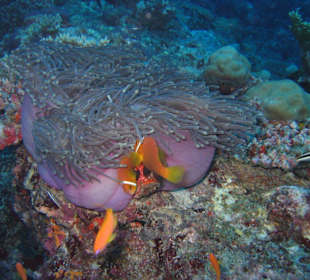 Anemone