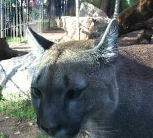 Primo piano del puma