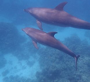 Delfine
