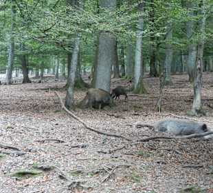 Wildschweine im Wildpark