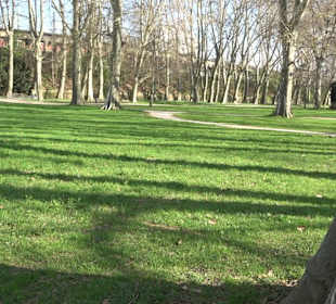 Historische Platanenallee im Unteren Schloßgarten
