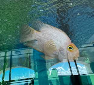 Aquarien in der Lpbby