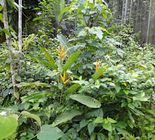Poring Hot Springs - Schmetterlingsgarten