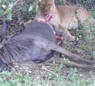Im Gebüsch sicher vor den Hyänen