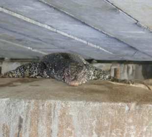 Man seht ihr nicht das ich ruhe