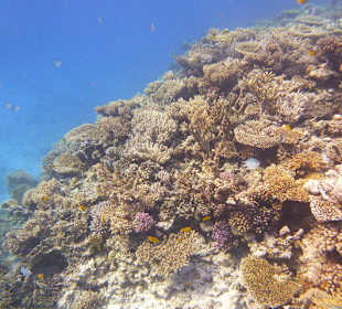 Korallenriffe im Roten Meer.