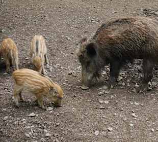 Wildpark (Wildschweine)