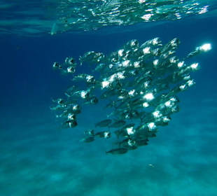 Сорви-голова -  Hotel Tropitel Sahl Hasheesh