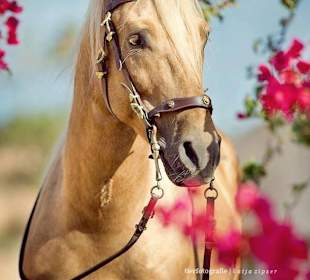 Equine photography holidays