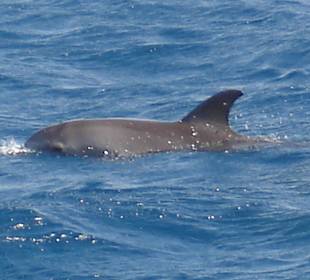 Juppi auf dem Delfinausflug