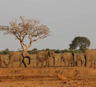 Elefantenfamilie Tsavo