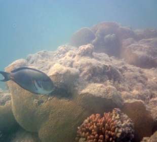 Innenriff: Doktorfisch