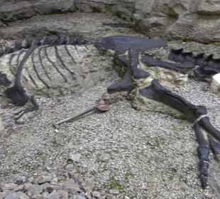 Dinosaurier Museum Altmühltal