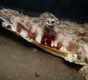 Schnorcheln Coraya Bay Marsa Alam