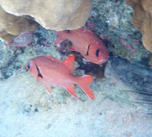 Rotmaul Zackenbarsch?