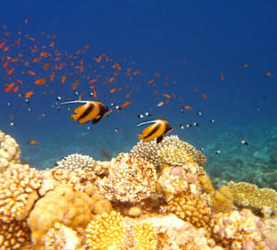Housereef