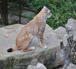 Tierpark Olderdissen