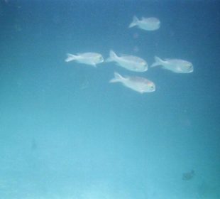 Silberstreifen-Scheinschnapper